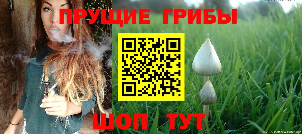 Тверь  Галлюциногенные грибы Psilocybe  Вход с VPN 